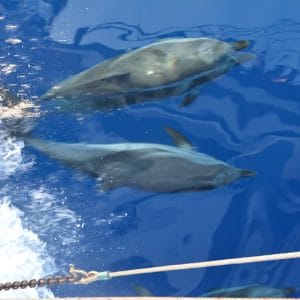 Dolphins, the Aegean sea