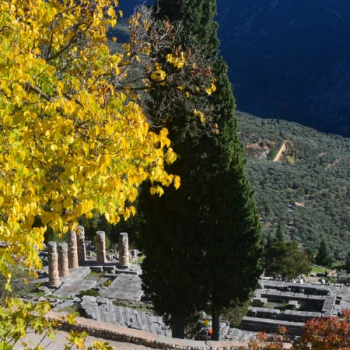 Yellow leaves tree in Delphi, Greece