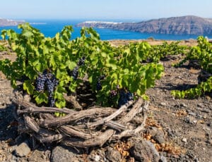 "Kouloura" vine method