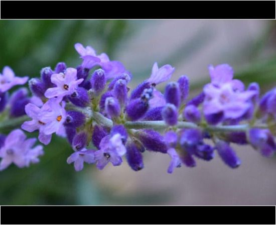 Lavender flower