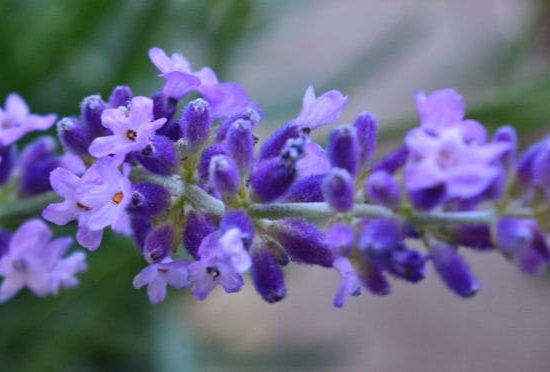 Lavender flower