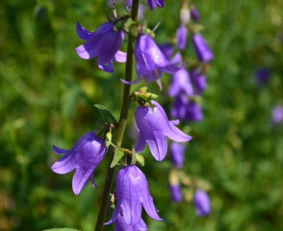 Flowers, Botanical Garden, Haidari