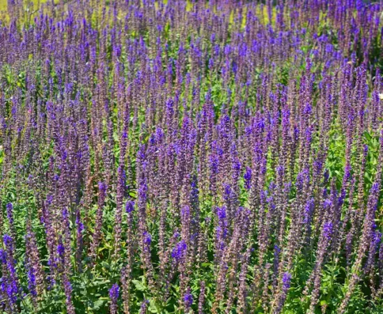 Athens botanical garden flowers 1