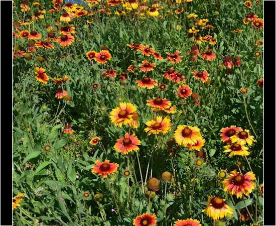 Athens Botanical Garden at Haidari