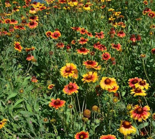 Athens Botanical Garden at Haidari