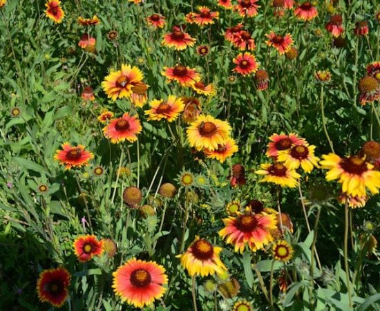 flowers at the Diomedus botanical garden of Athens flowers at the Diomedus botanical garden of Athens