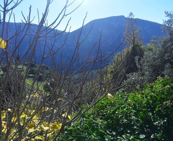 Visit Greece - Delphi, landscape Delphi, landscape