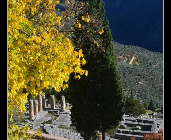 Yellow leaves tree in Delphi, Greece