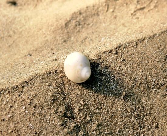 Alonissos Island, a shell