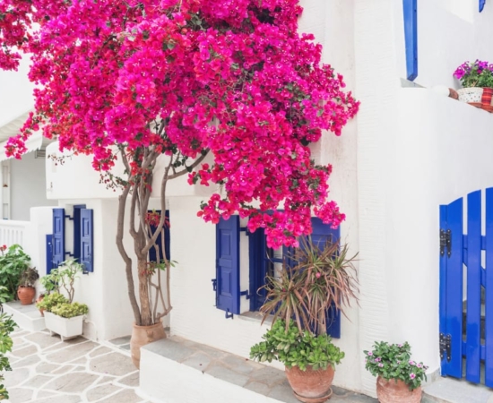 Paros Island, whitewashed houses. Paros Island, whitewashed houses and bougainvilleas.